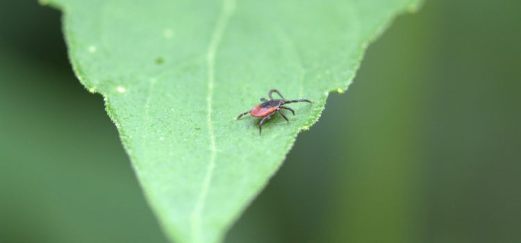 Lyme Myths abound about tick behavior